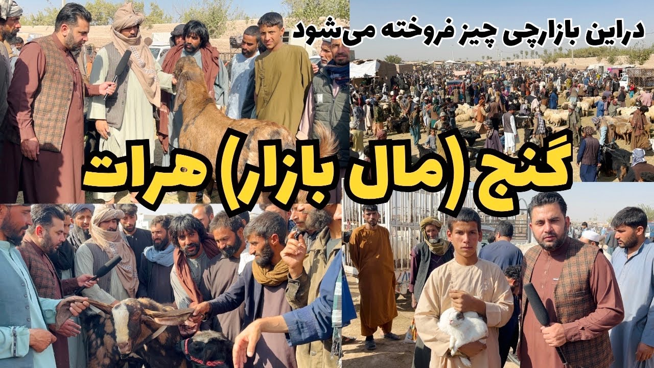 نرخ جدید گوسفند و مرغ‌ساران در مال بازار امام شش نور هرات 🐑🐓 | قیمت مواشی امروز هرات.
