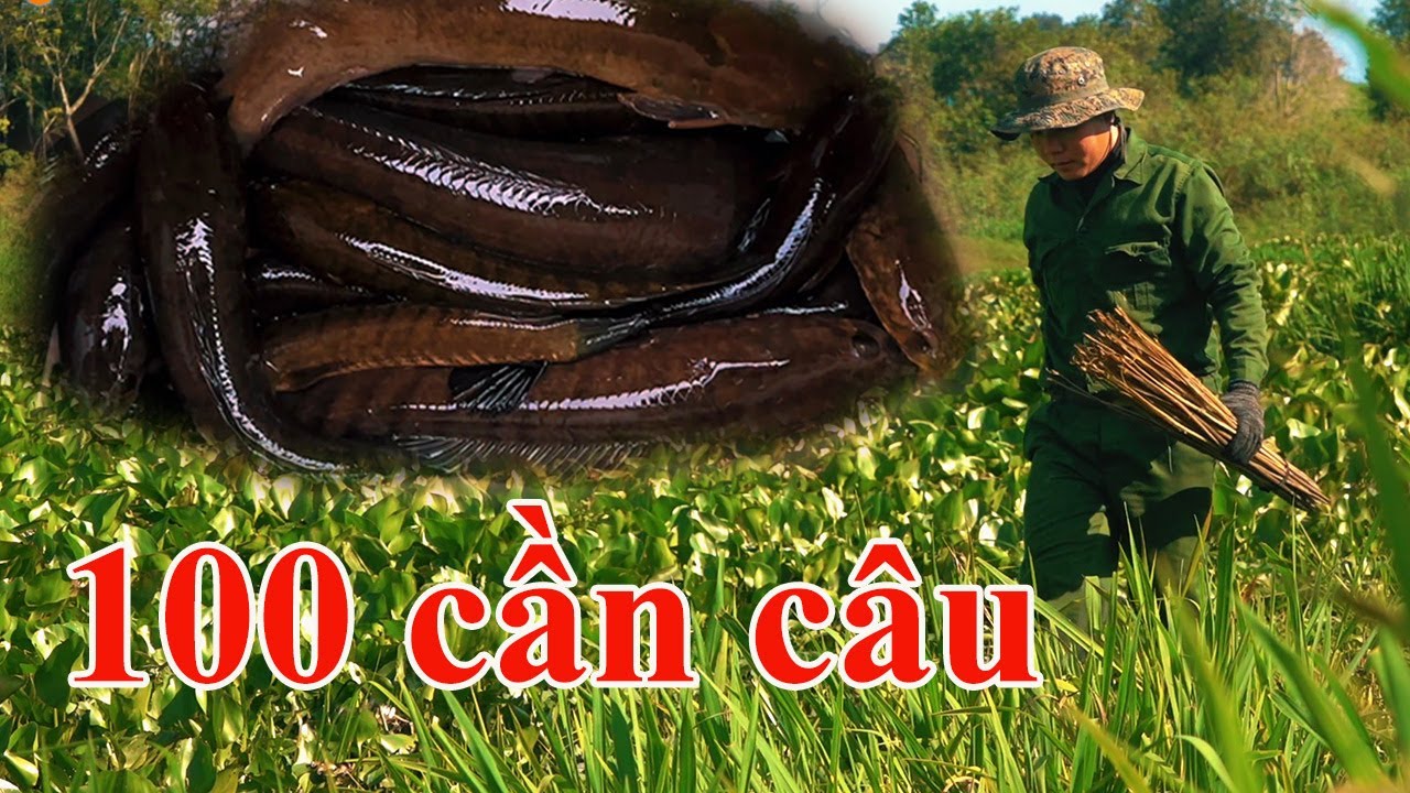 Cắm 100 Cần Câu Ở Bãi Mới Hốt Trọn Bầy Cá Lóc!