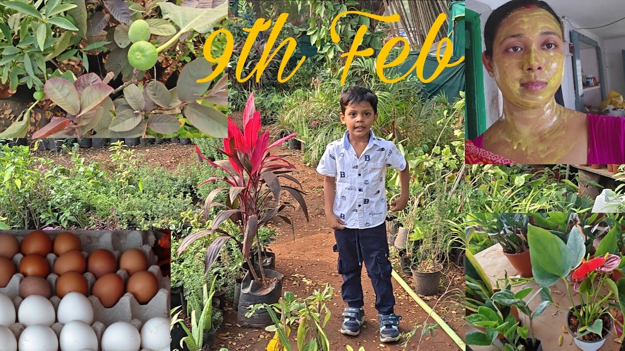 আজ বাড়িতে নিয়ে আসলাম নতুন গাছ🏝️,    Flipkart থেকে করলাম শপিং 🥼🧥,