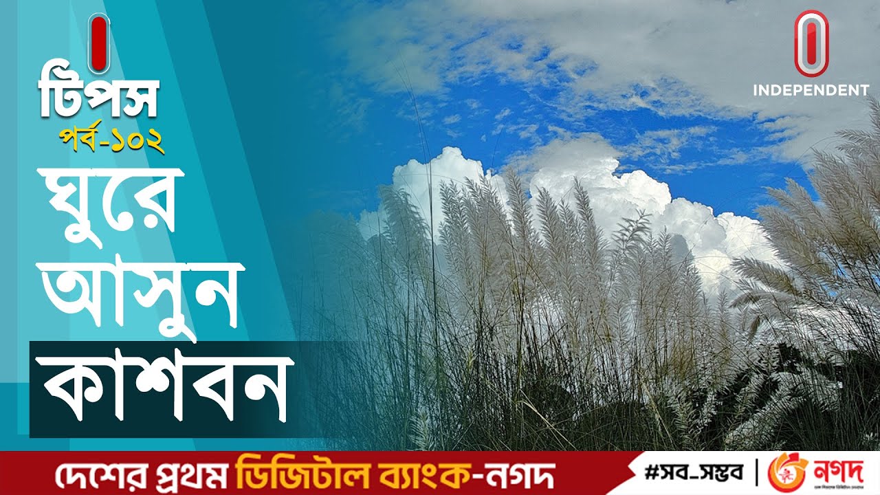 ঢাকার ভেতরেই কোথায় পাবেন কাশবনের সন্ধান? | Autumn In Dhaka | Kashful | I-tips | Independent TV