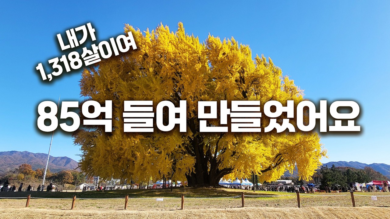 🍂 85억 들여 싹 바뀐 반계리 은행나무 광장 실시간 현황 (주차/꿀팁/절정시기)    죽기 전에 꼭 봐야 할 황금빛 기적, 1300살 원주 반계리 은행나무