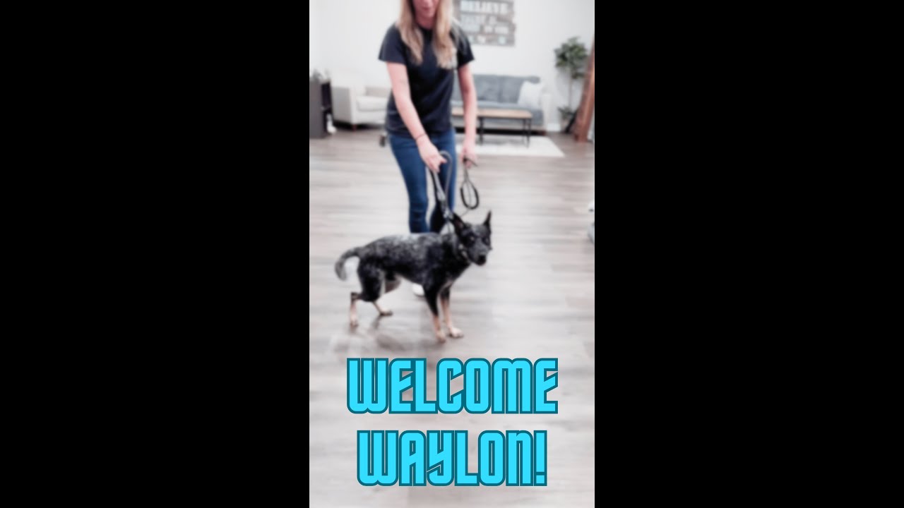 Welcome Waylon!