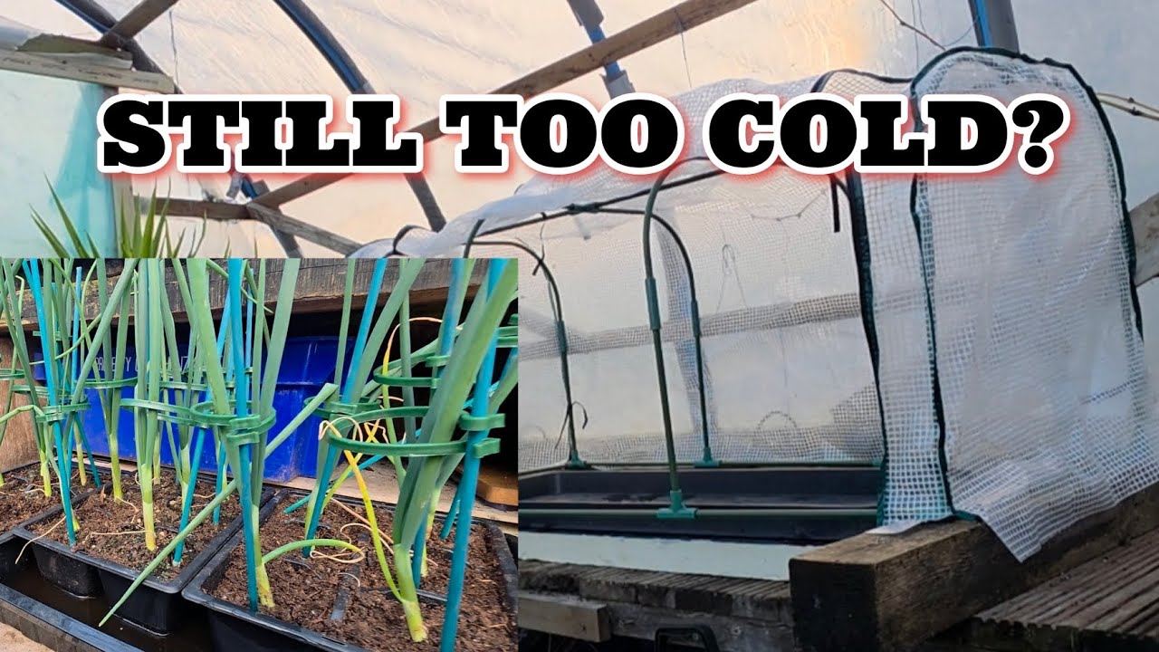 Will My Onions Be OK Out In The Cold [ GROWING GIANT ONIONS] 