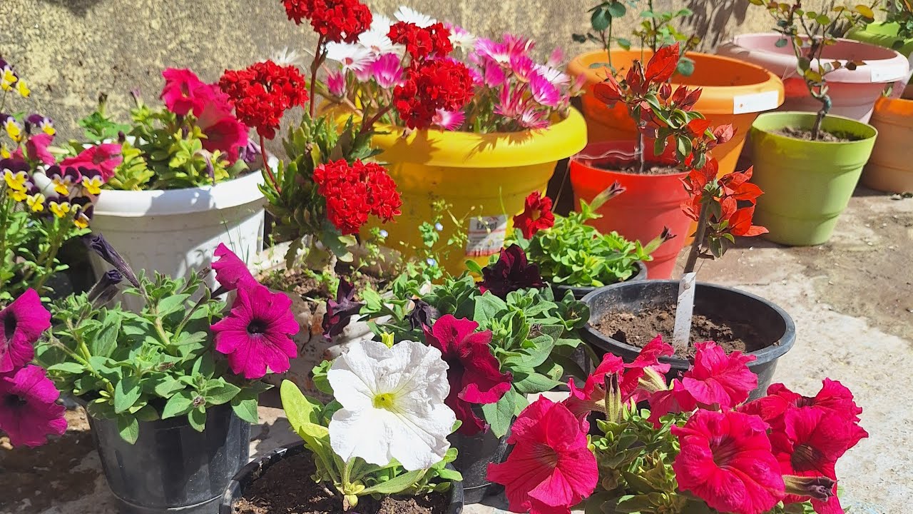 Good Afternoon 😊 Gardening 🌸 Some Random Chit Chat ✔️