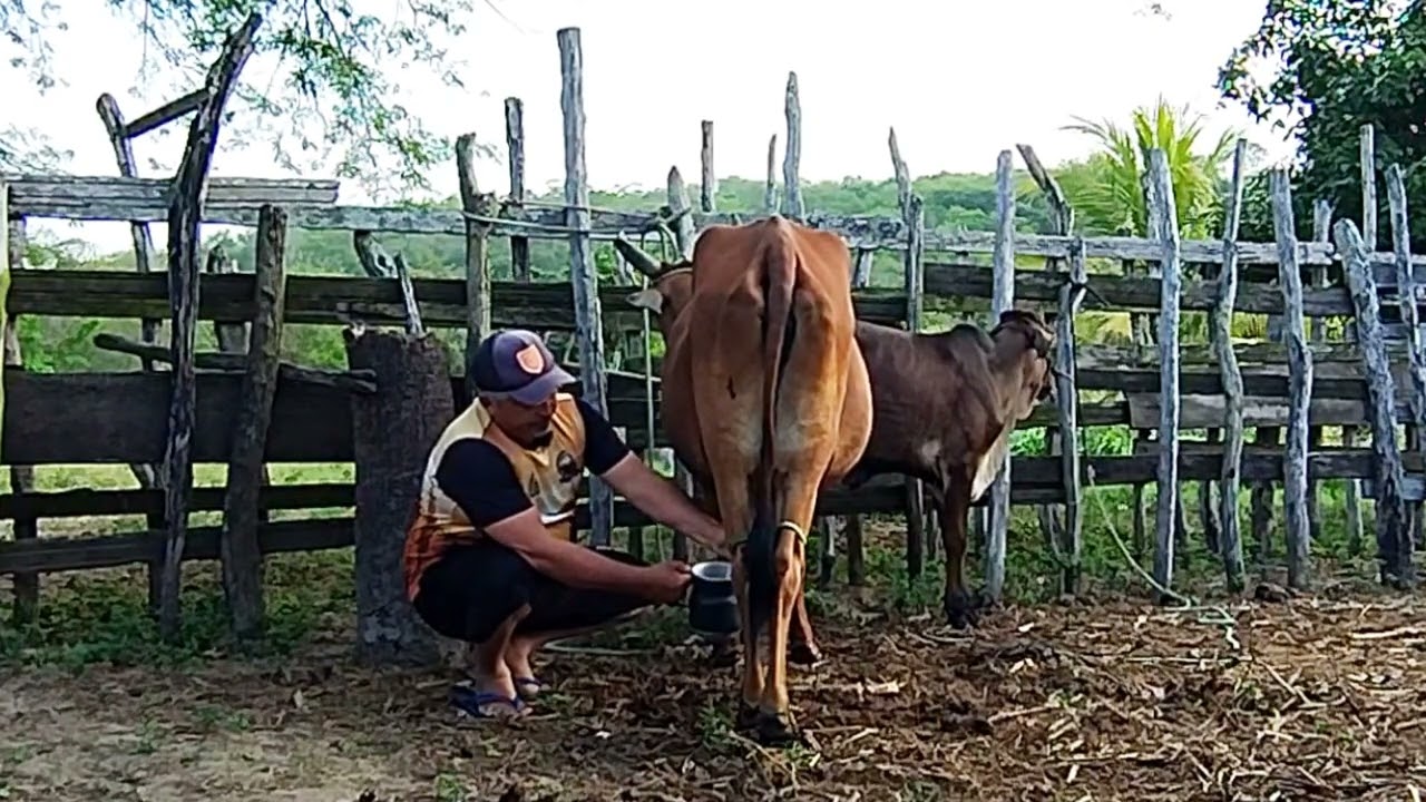 Iniciando nosso dia tirando leite, pra minha mãe 