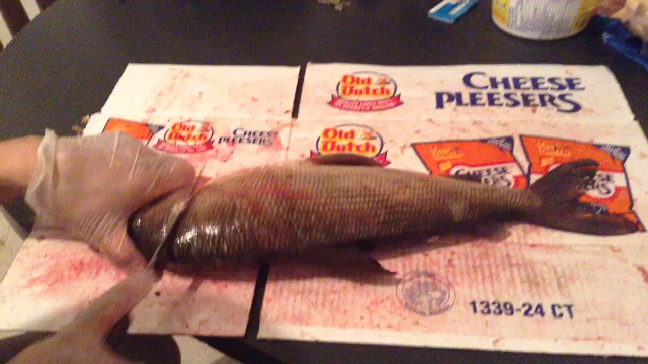 How to fillet whitefish boneless