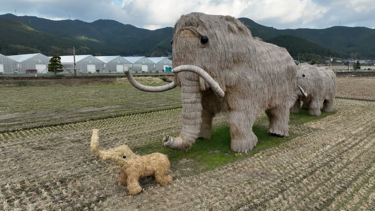 わらマンモス・アート　ドローン空撮