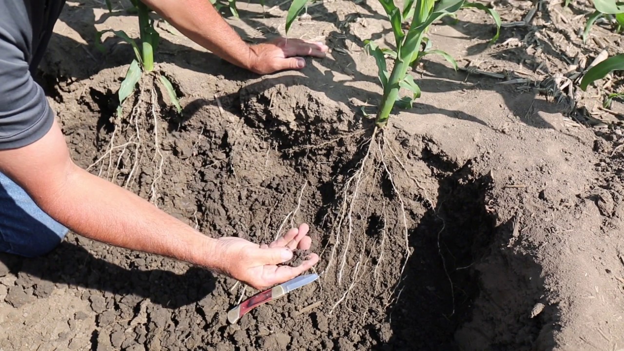 Ripper's impact on root development