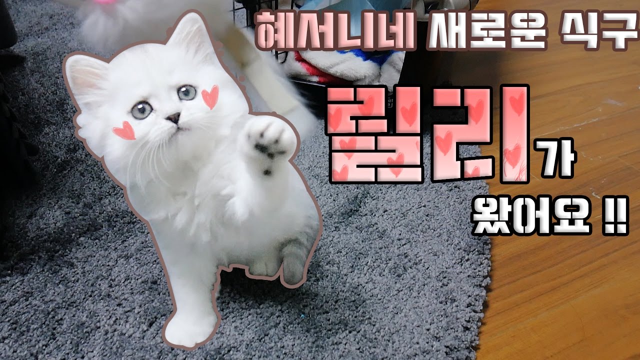 [혜서니네 새 식구 릴리♥] 고양이 분양 받았어요 !! ♥혜서니♥