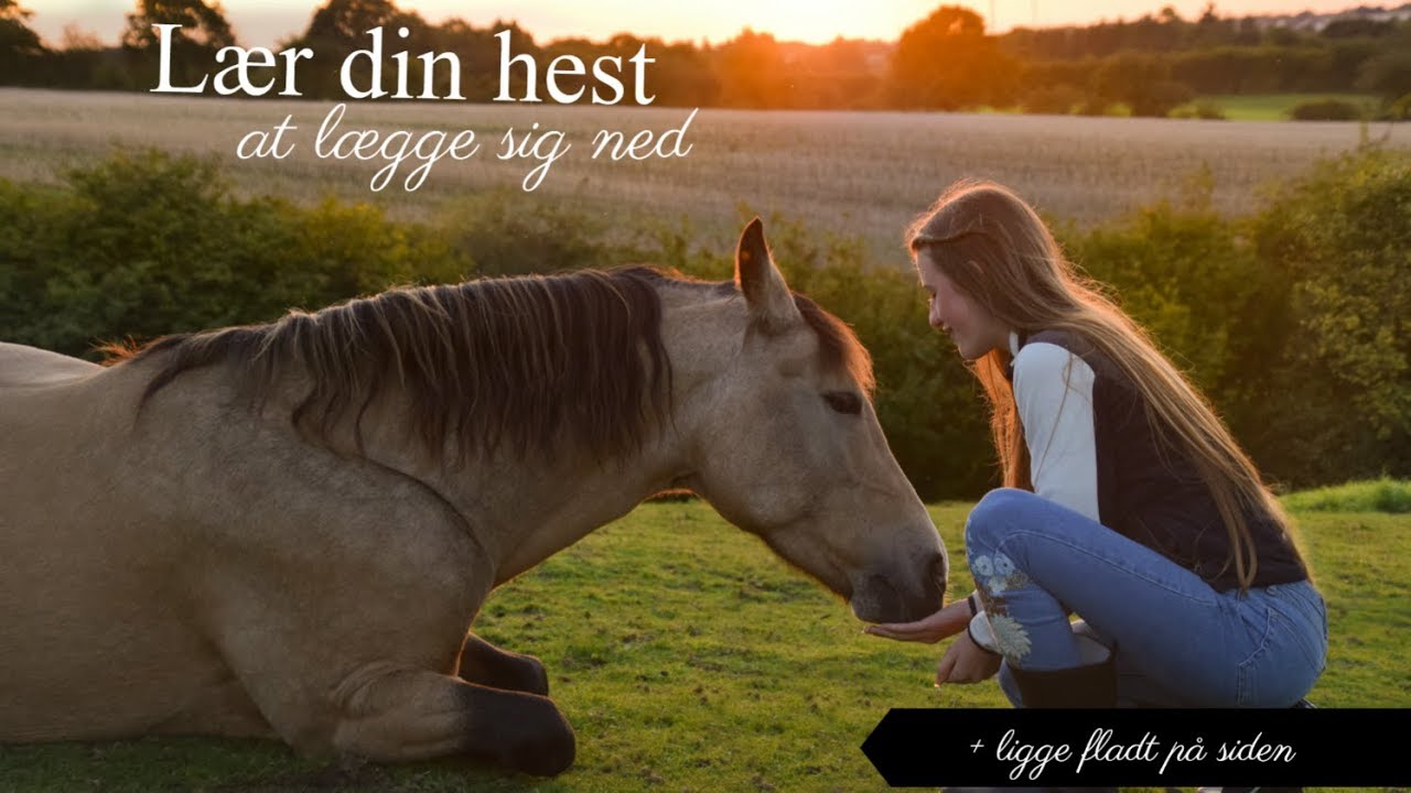 [Guide] Lær din hest at lægge sig
