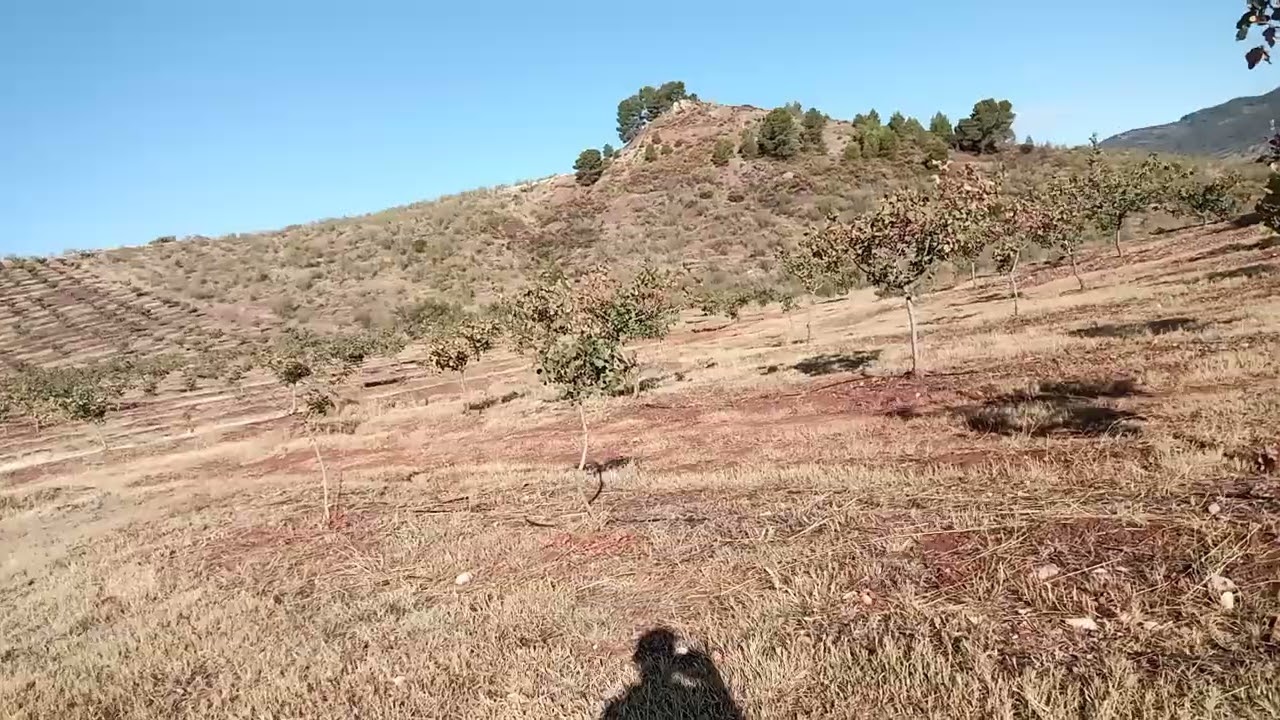 Así 😅 es mi plantación de pistacho.