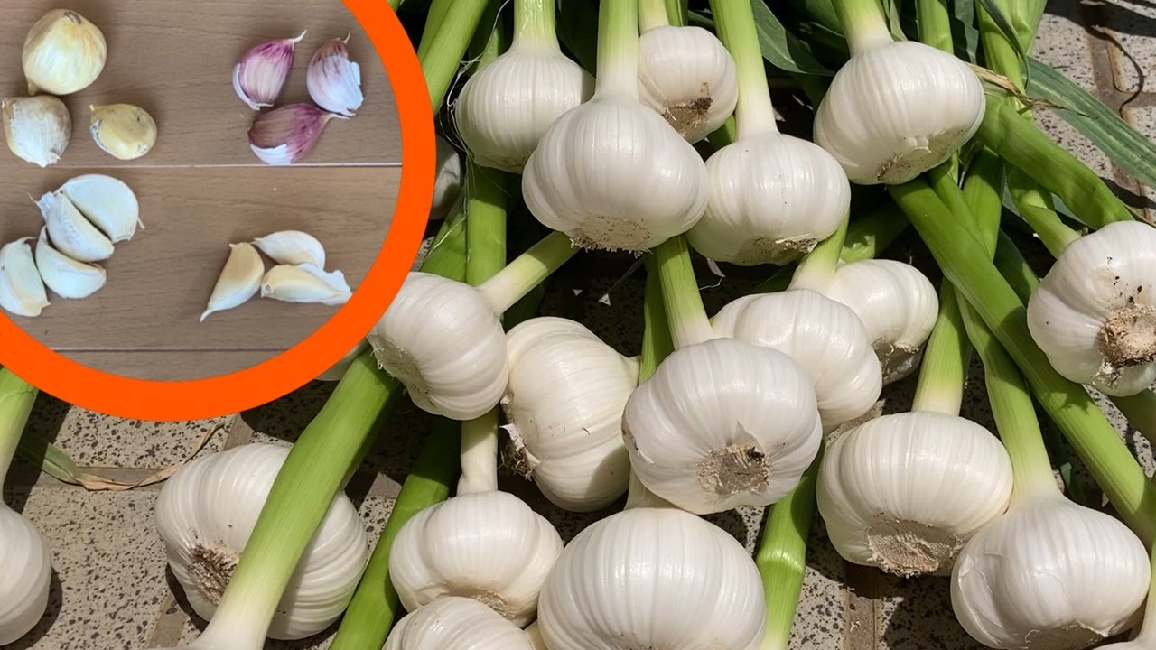 【ニンニク栽培】植え付け～収穫まで！４種類のニンニクを育ててみた！【ジャンボニンニク｜紫ニンニク｜栽培記録｜家庭菜園｜秋冬野菜｜種球・球根】