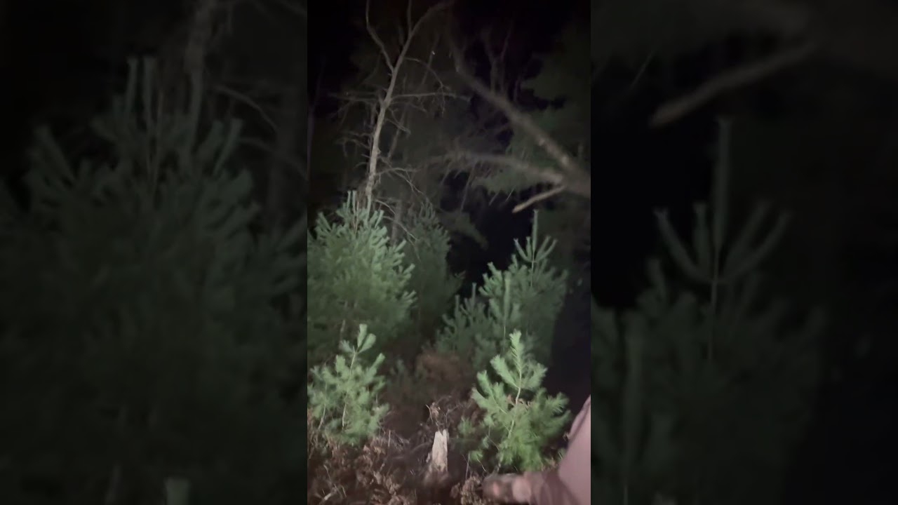 Late night tree tipping 