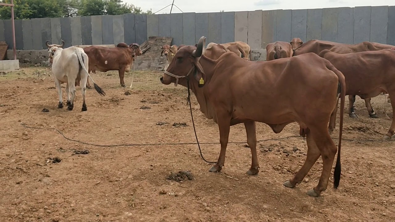 Gir cows in Mysore District, Finally feeling at home