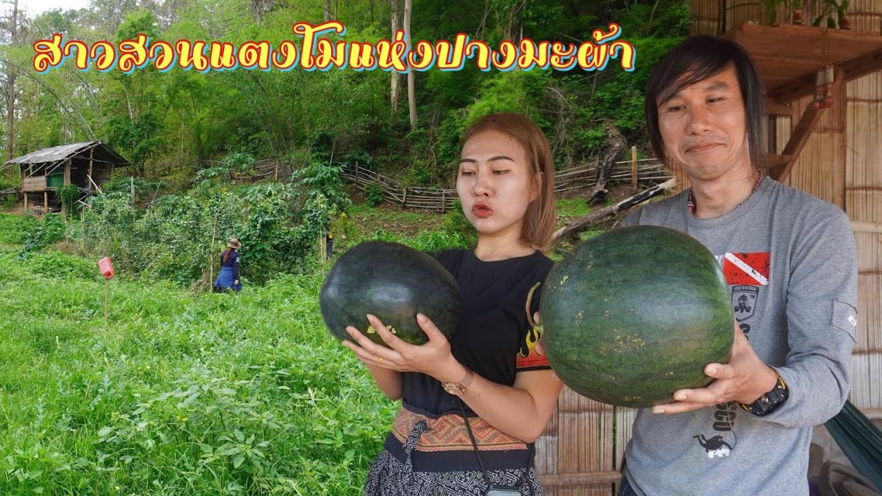 ดิบ ฝน ชนเผ่า EP273 สาวสวนแตงโมแห่งปางมะผ้า