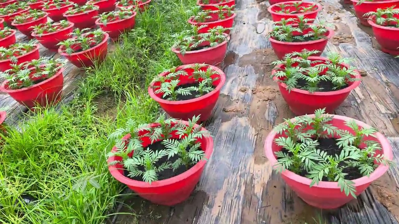 Trồng Hoa vạn thọ tết 2026 đi phân cho vạn thọ đầu tiên 