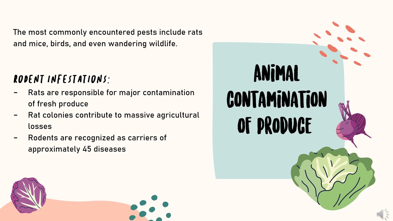 Animal Farming-contamination of Agricultural Produce (Vegetables) - Foodborne Diseases - GROUP 8A