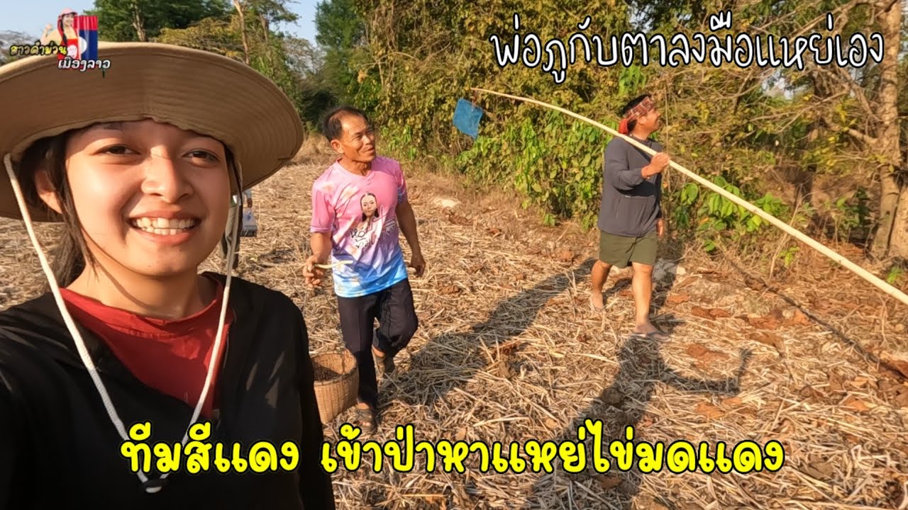 หัวหน้าทีมสีแดง ตาหวัง เข้าป่าหาแหย่ไข่มดแดง / งานนี้มีลุ้น... กินข้าวบ้านน้องธิดาก่อนกลับ🇹🇭