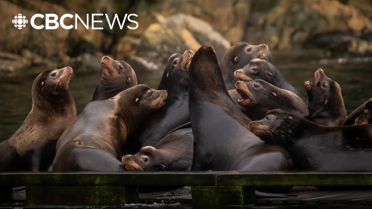 Pinniped experts blame visiting American sea lions for loud barking in B.C waters