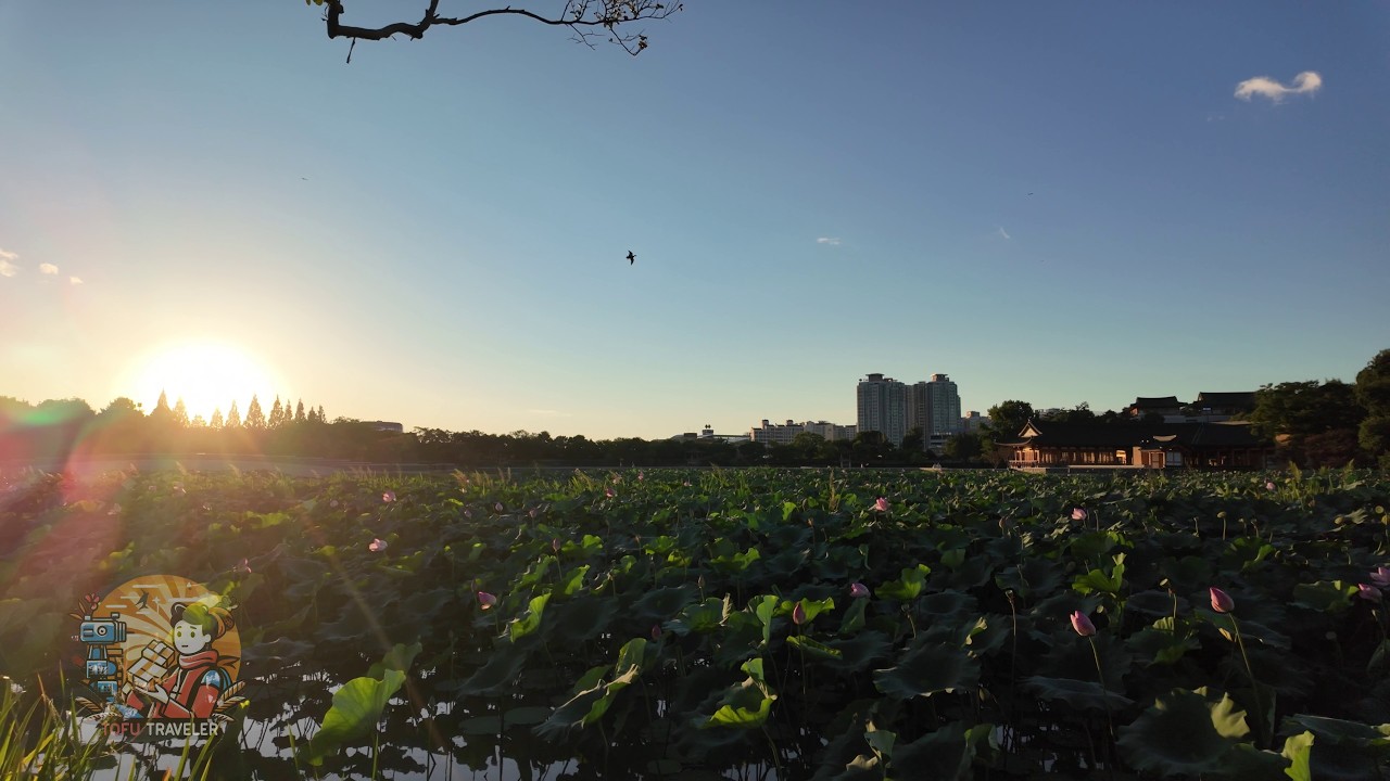 See The MOST Beautiful Korean Sunset Views at Deokjin Park, Jeonju | KOREA WALKING TOUR (4K)