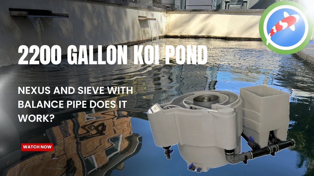 2200 gallon koi pond with nexus and Cetus sieve