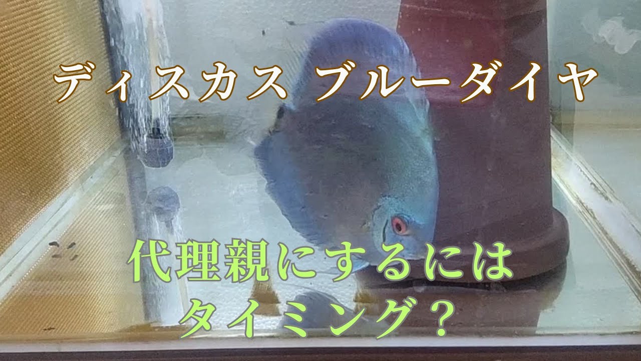 【47 】ディスカスの代理親にするにはタイミング？