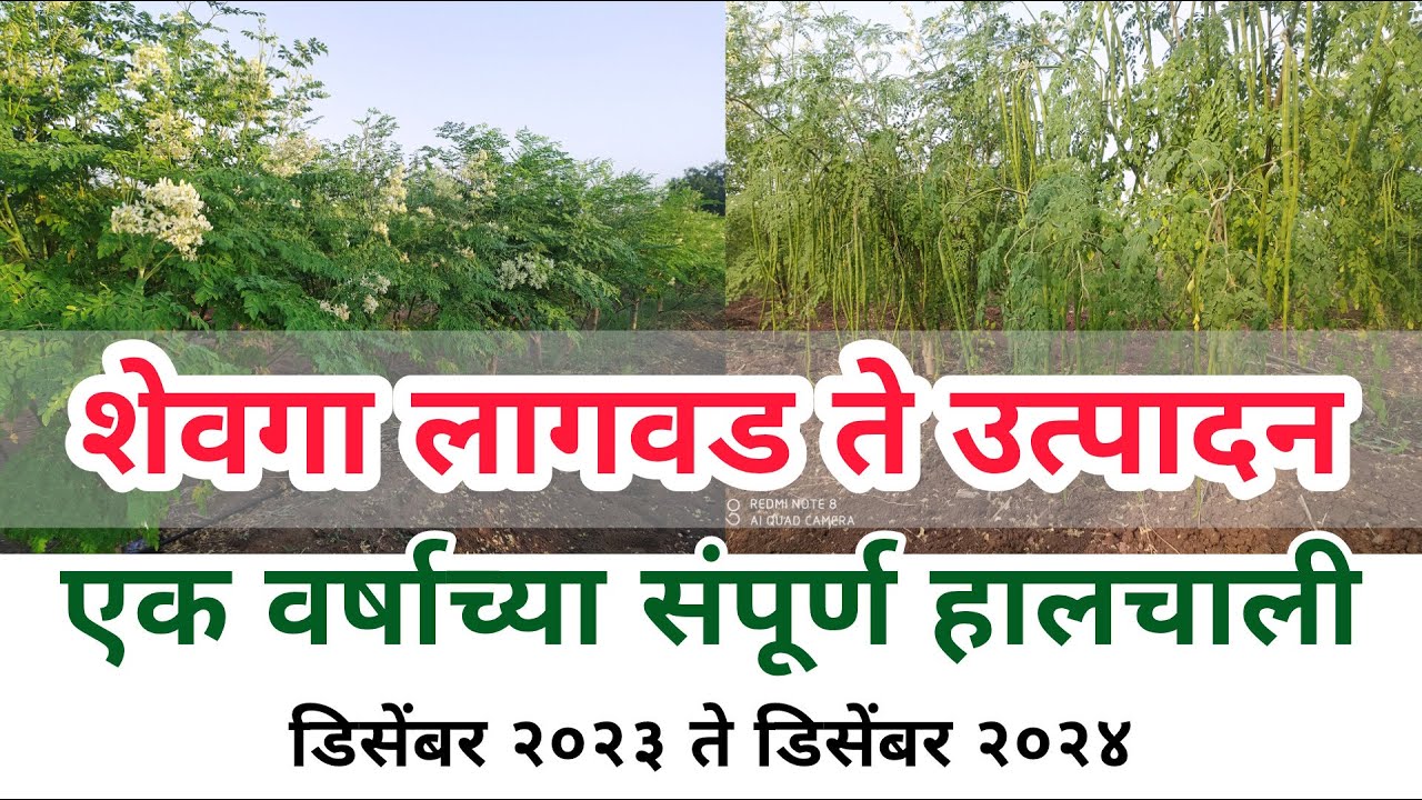 शेवगा लागवड ते उत्पादन संपूर्ण हालचाली, #shevgalagwadmahitimarathi #shevgasheti