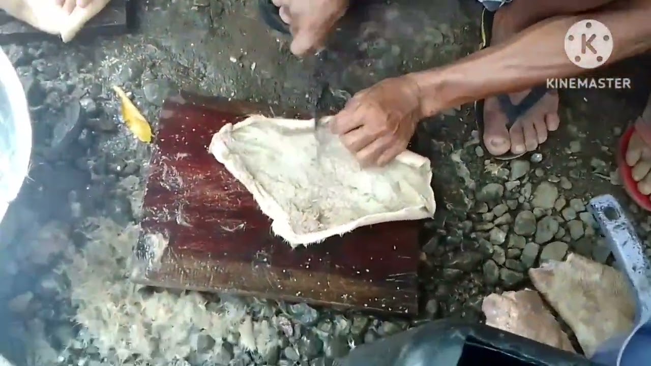PAGLILINIS SA BALAT NG BAKA O PAGKISKIS