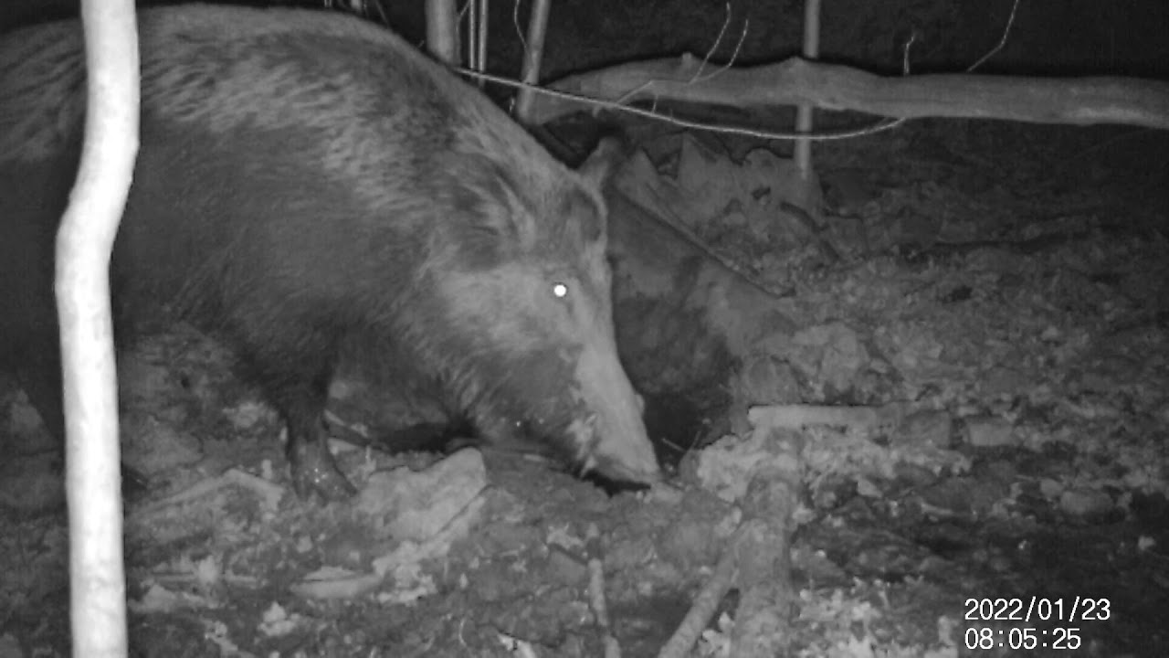 Wildlife around the log cabin #2