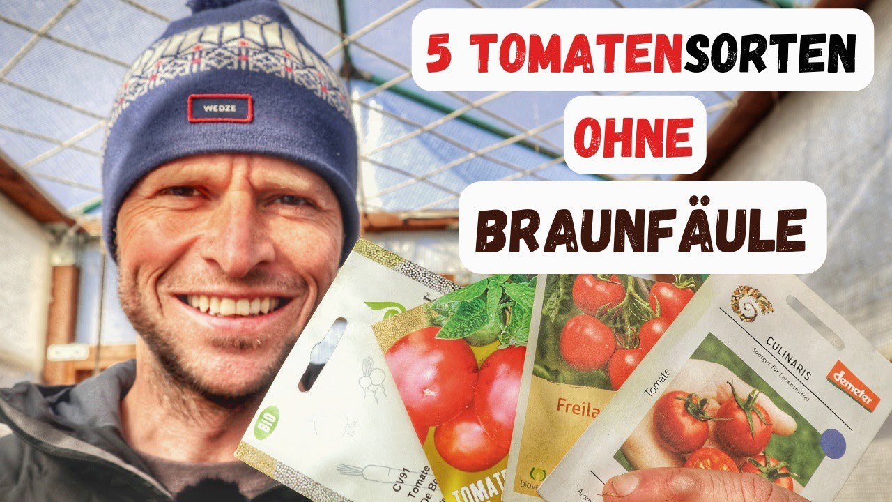 5 Resistente Tomatensorten ohne Braunfäule  🍅