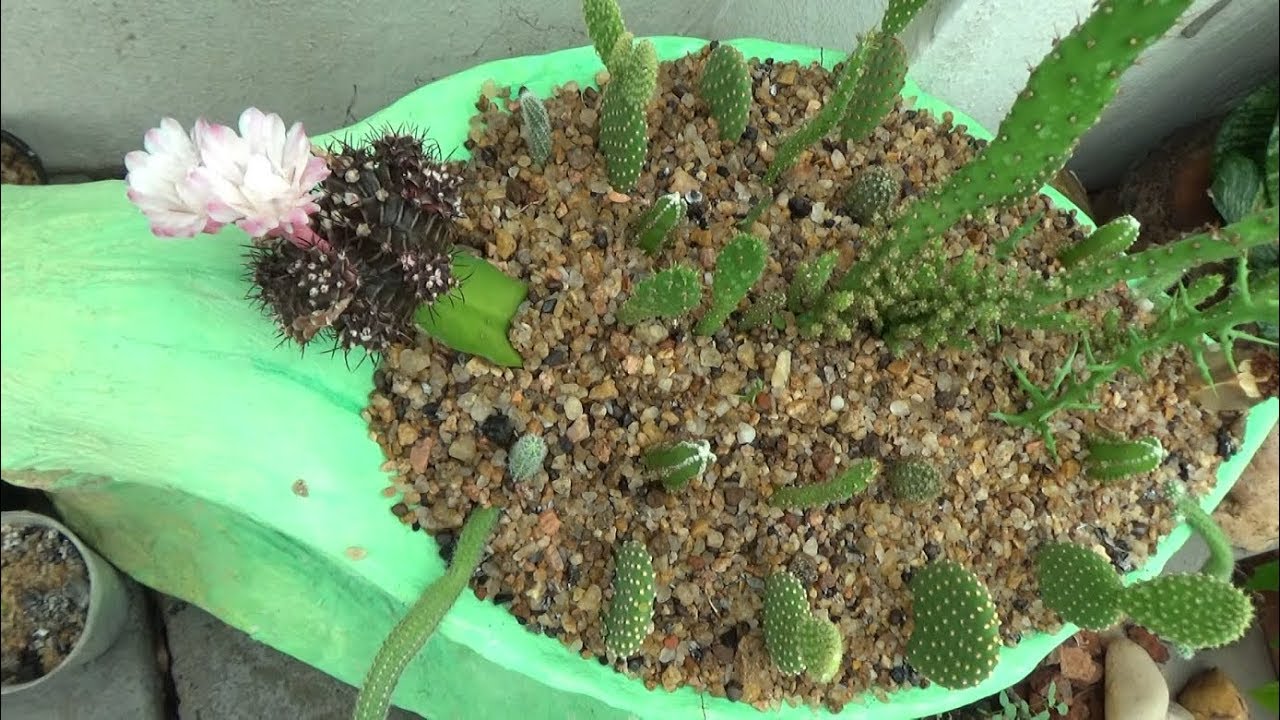 Create Cactus plants from it's branches(ক্যাকটাস গাছের শাখা থেকে চারা তৈরী)(With English Subtitle)