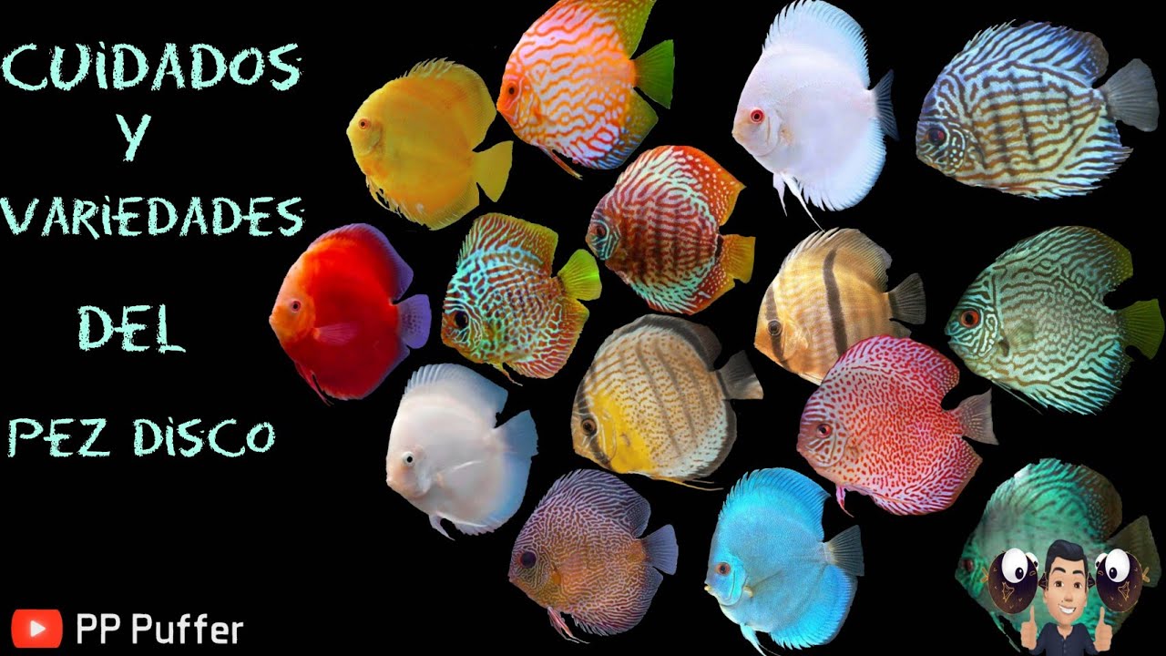 Pez Disco, Variedades Y Cuidados.