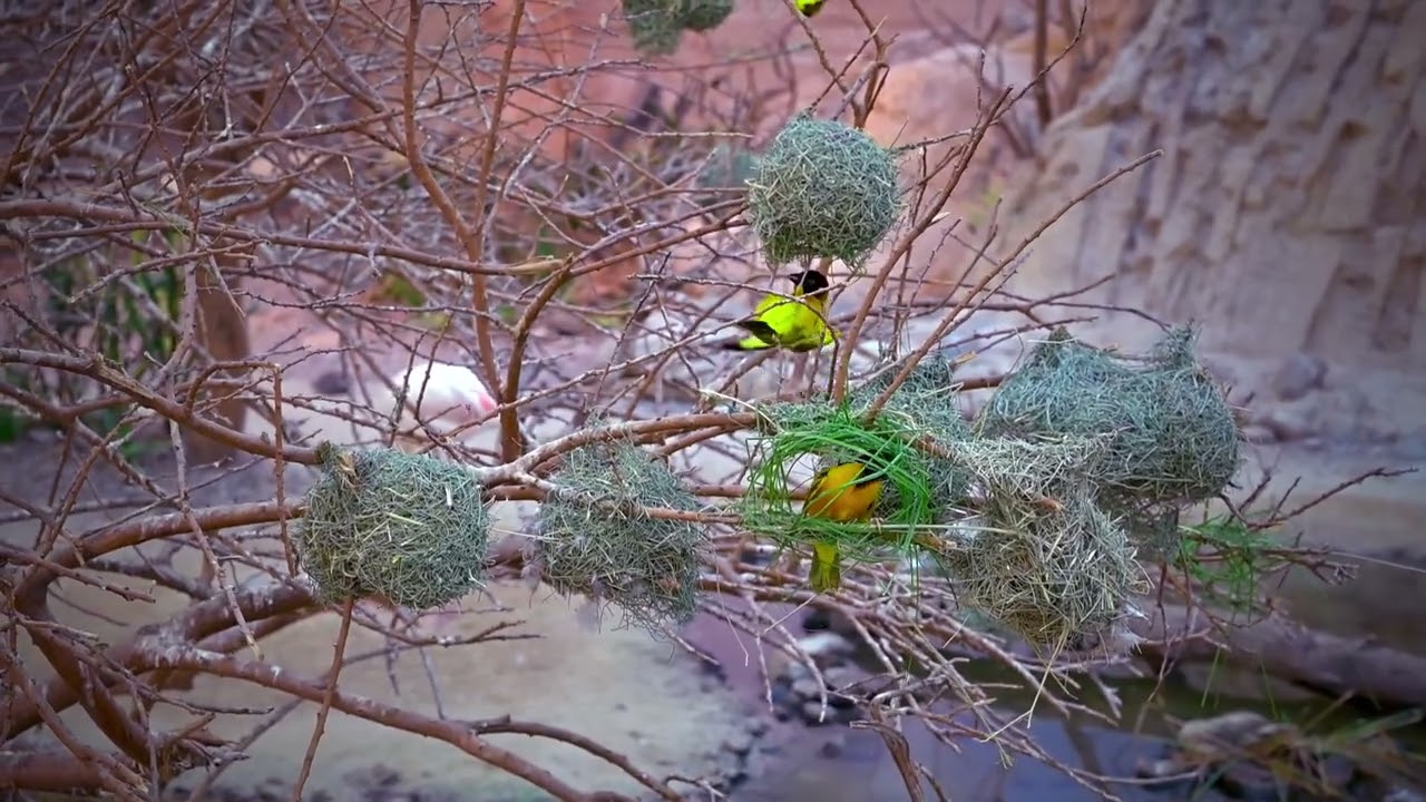 A Tiny Miracle: Watch This Bird Build a Home From Scratch (4K)