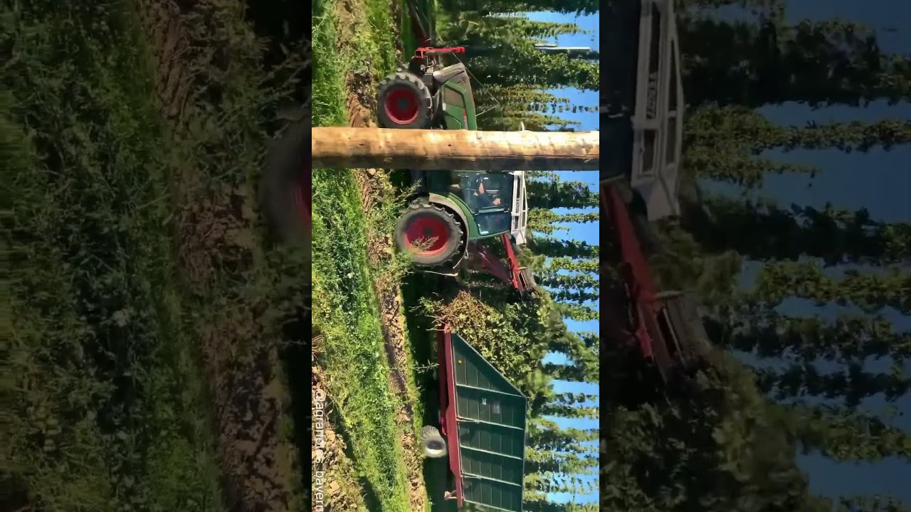 Hopfenernte 2023 #farming #fendt