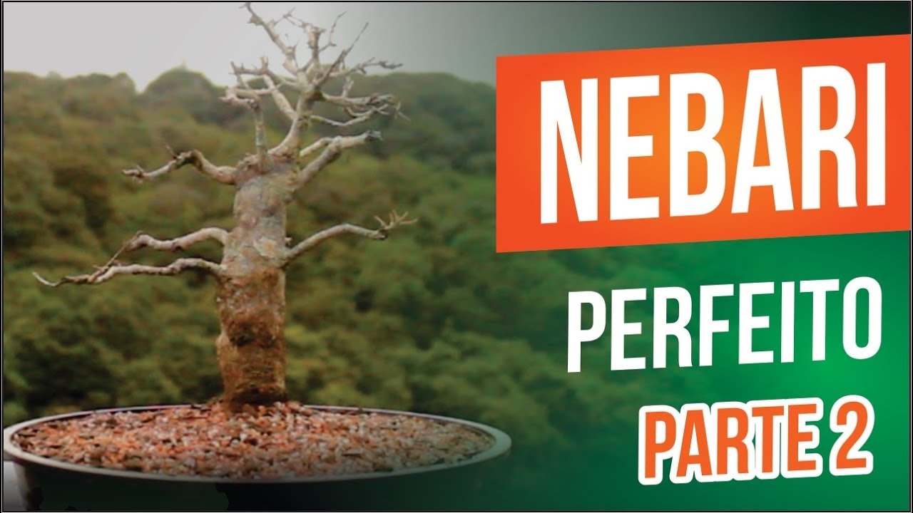 BONSAI NEBARI PERFEITO | PASSO A PASSO | PARTE 2