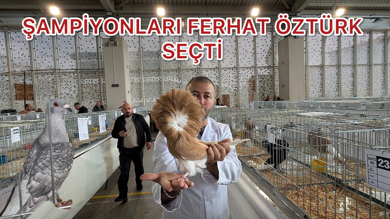 ÇORLU FESTİVALİNDE ARDİOZA , İSPANYOL İSPİR POSTA VE MANTOLU GÜVERCİNLERİN İN PUANLAMASI 