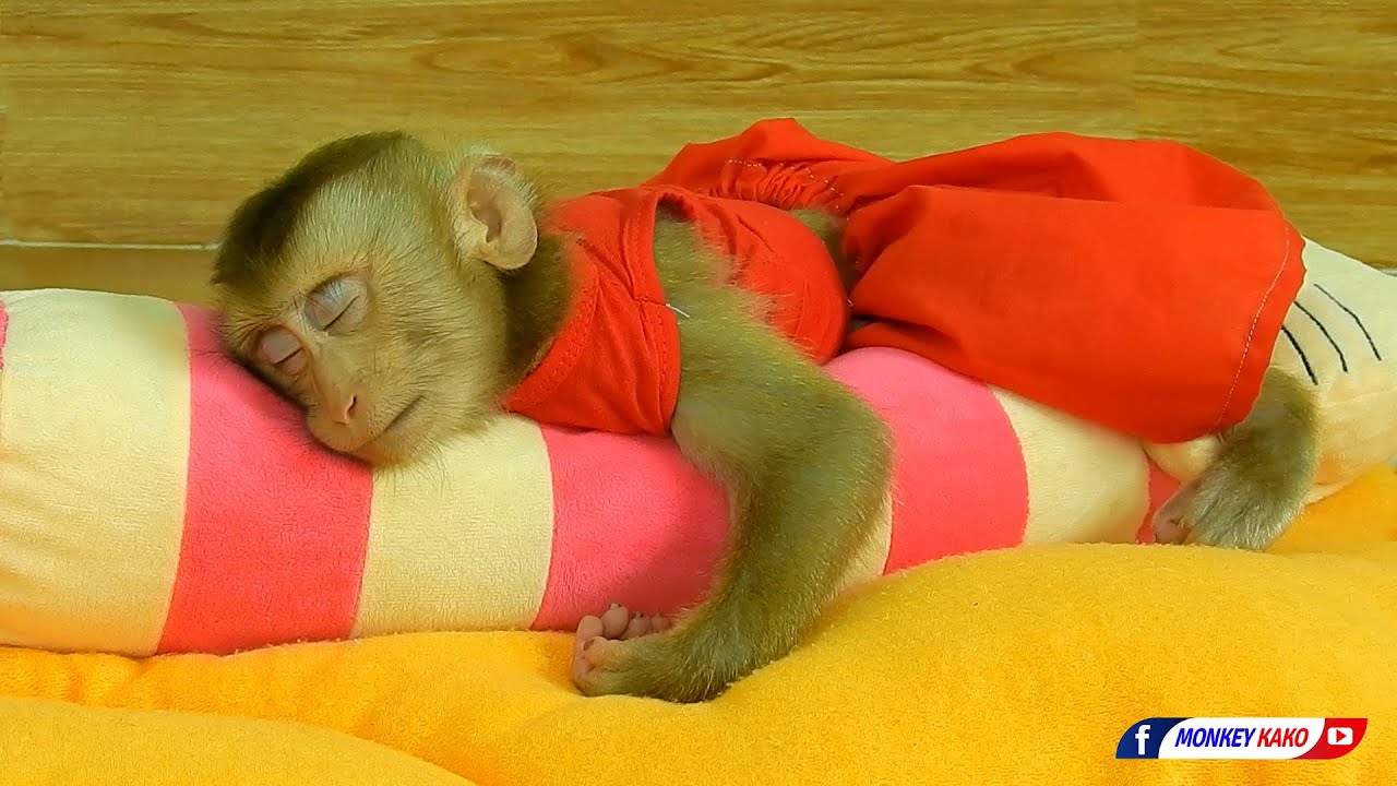 Beautiful Animal | Cutie Baby Luna Sleeping Hug Long Pillow