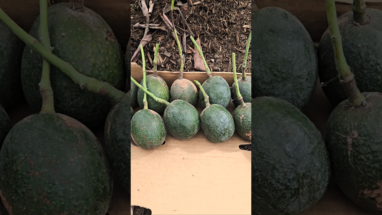 CARMEN HASS AVOCADO TREE'S FIRST HARVEST  🥑 PRIMER COSECHA de AGUACATE MENDEZ A LOS 3&frac12; A&Ntilde;OS