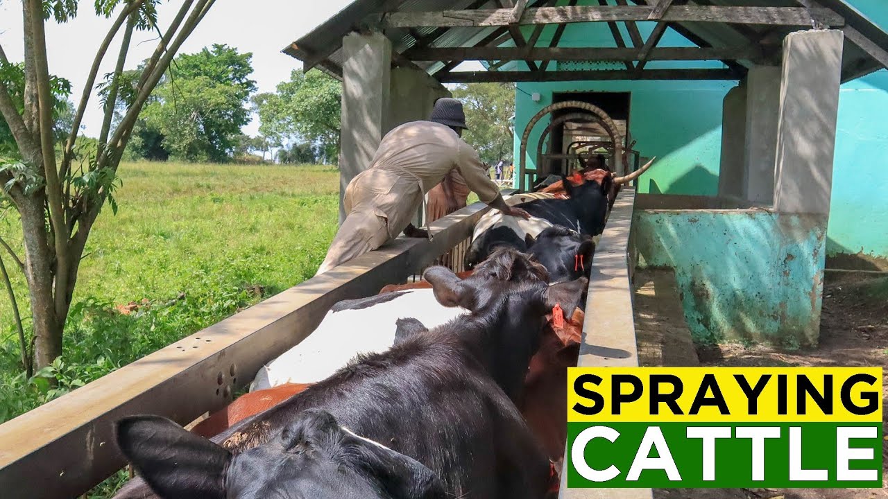 Killing Ticks and Bugs from Our Cattle - Spraying