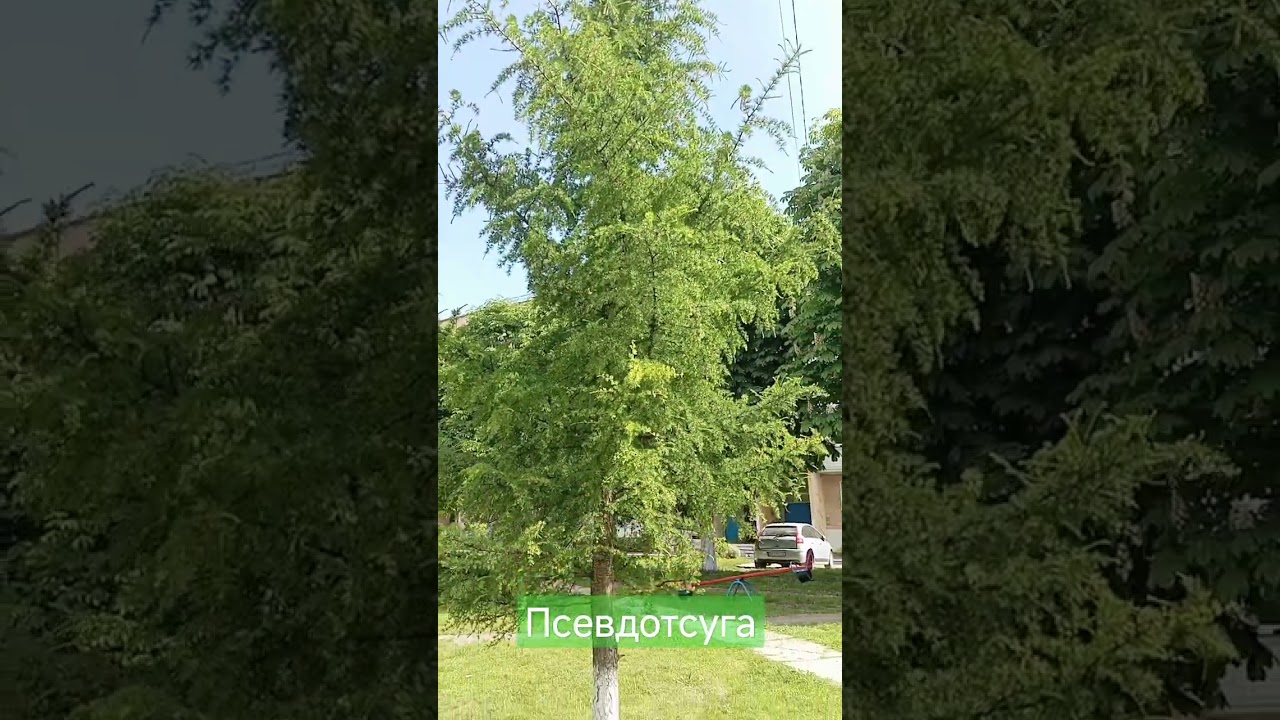 Псевдотсуга#music#video#blogger#fun#respect#ukraine#new#subscribe#news