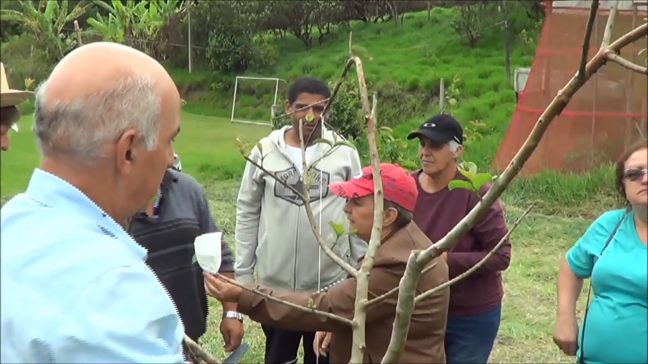 788 ) – 6 ° PARTE DA VISITA SITIO MATSUO – MOGI CRUZES – SP( PODA GOIABEIRA )  1390b