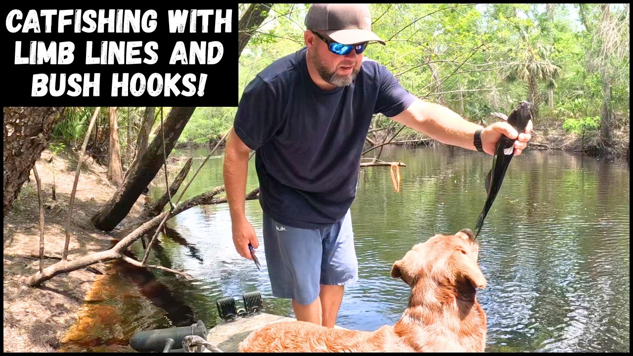 Catching Catfish With Bush Hooks AKA Limb Lines