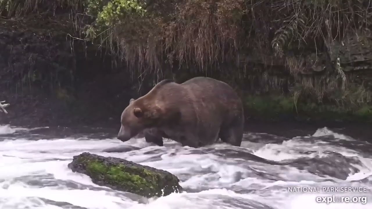 602 Returns from August Walkabout (explore.org BF cam) 8.31.25