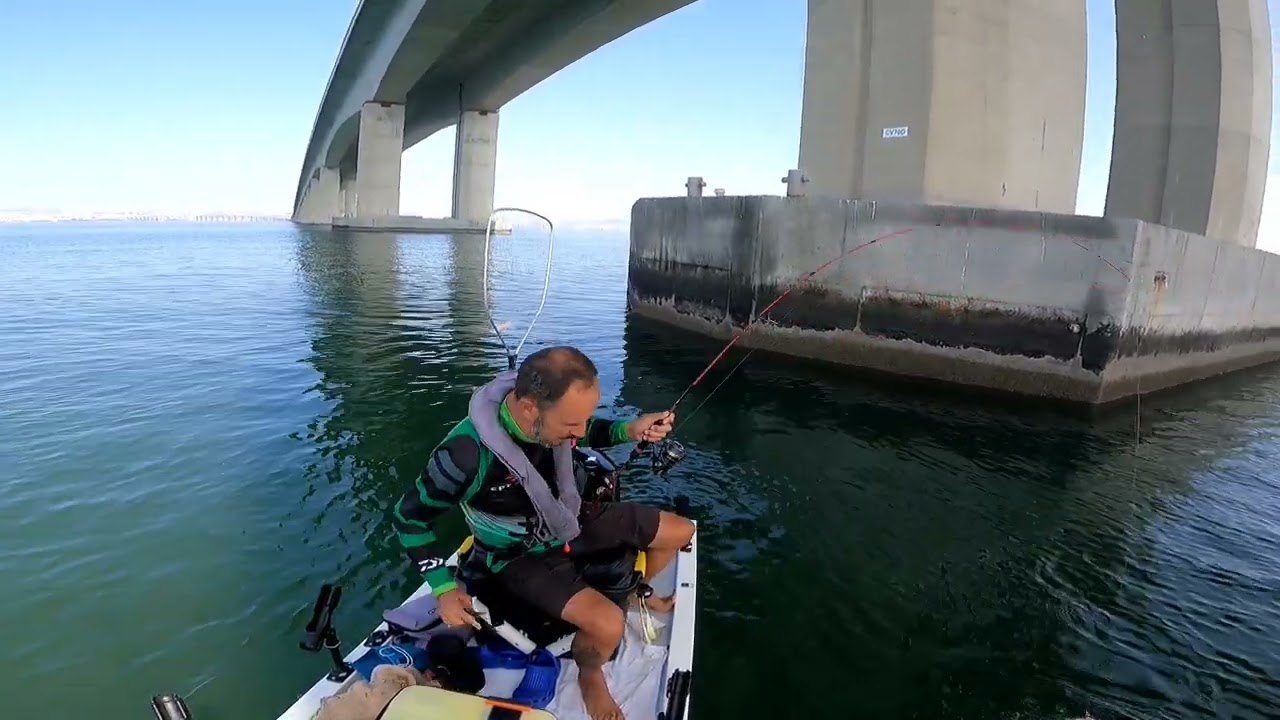 Corvinas no Tejo