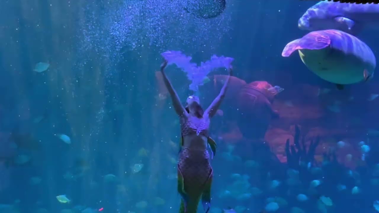 橫琴長隆飛船樂園-海牛表演 20260111