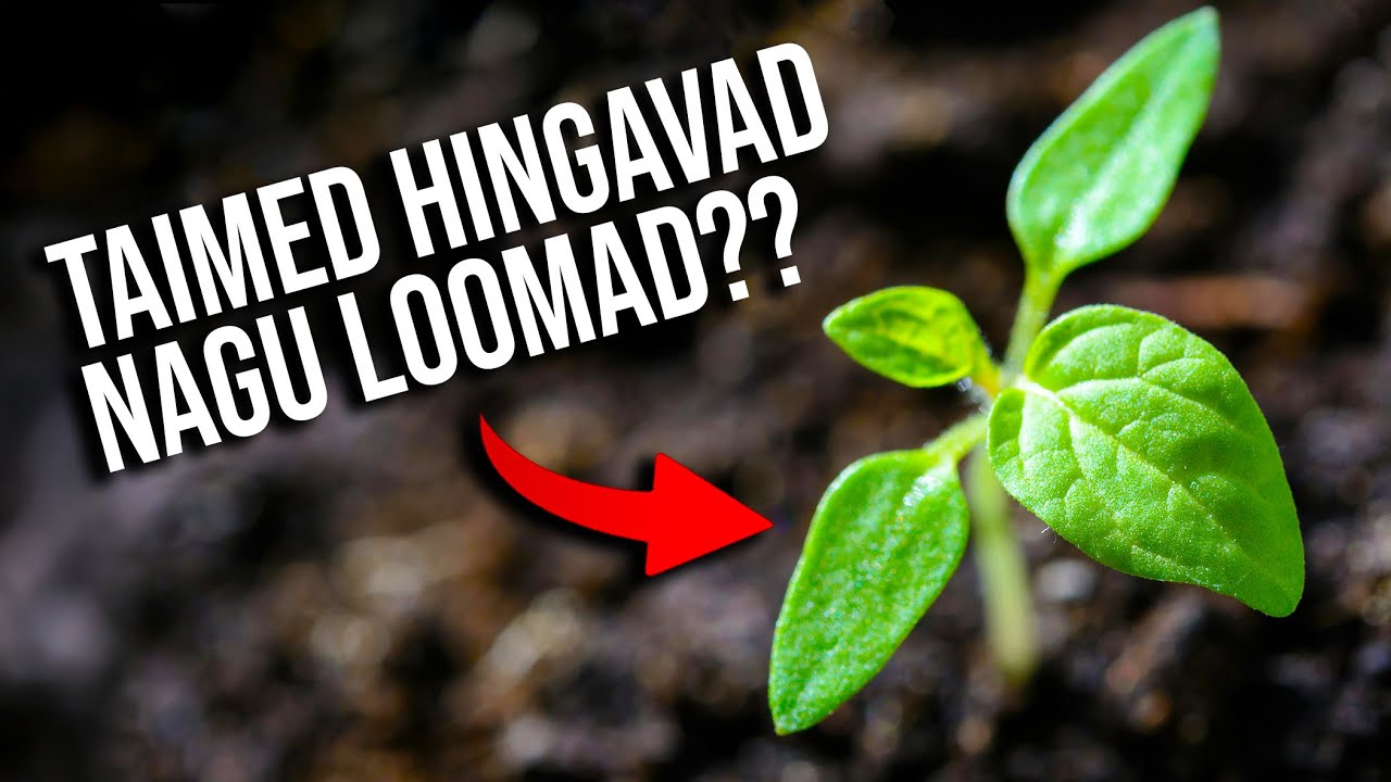 Energia muundumine. Hingamine. P&otilde;lemine. Fotos&uuml;ntees | VIDEO&Otilde;PS Loodus&otilde;petus #13