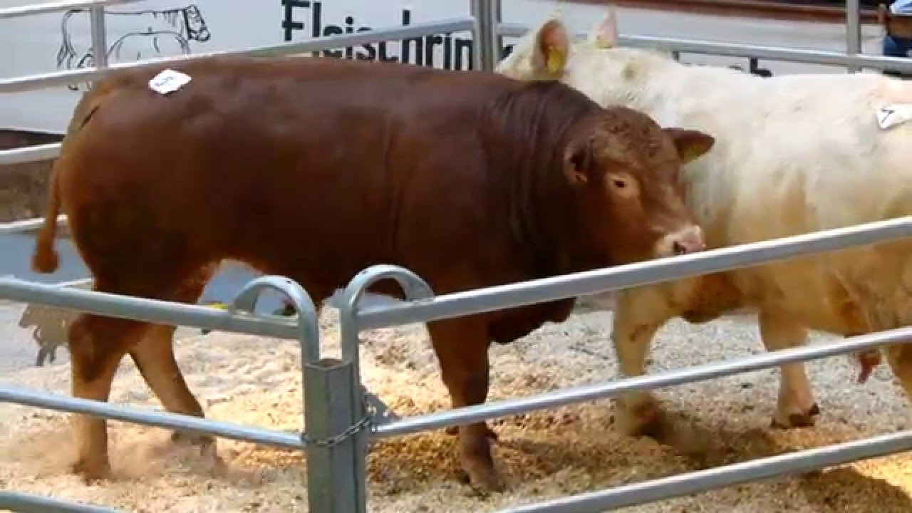 Lennart PP: Versteigerung Bullenhalle Meschede | Limousin Schocke