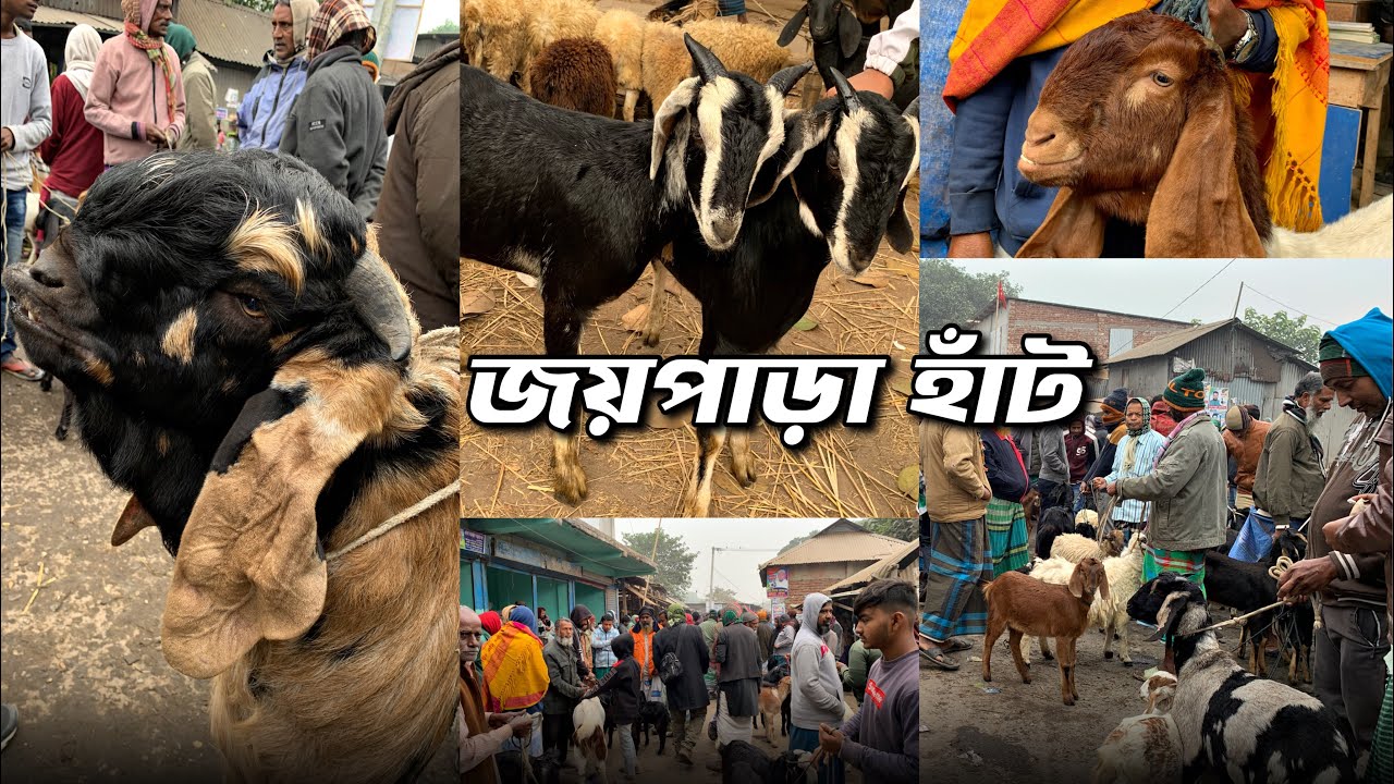 ঢাকা দোহারের বিখ্যাত জয়পাড়া ছাগলের হাঁট | dhaka dohar joypara goat market | Dk Agro
