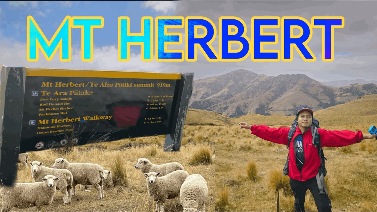 Hiking Mt Herbert: Highest peak in Banks Peninsula, New Zealand in 4K