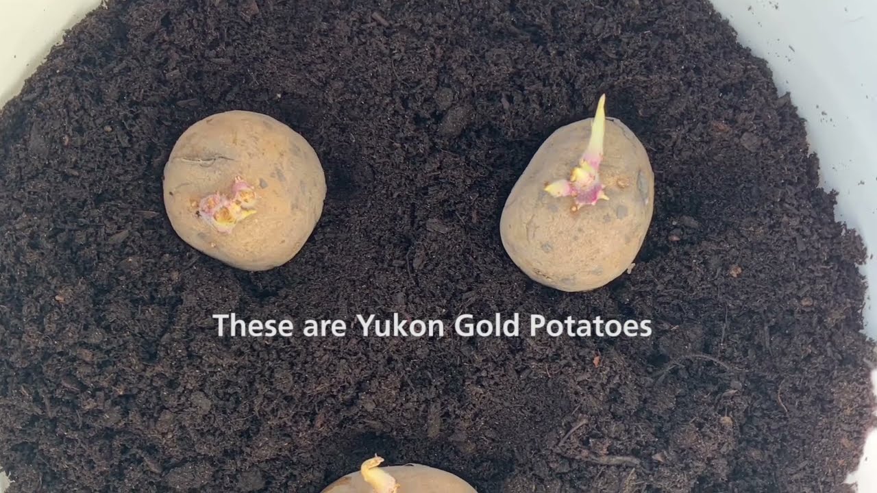 Container Gardening &ndash; How to Grow Potatoes in a 5 Gallon Bucket!